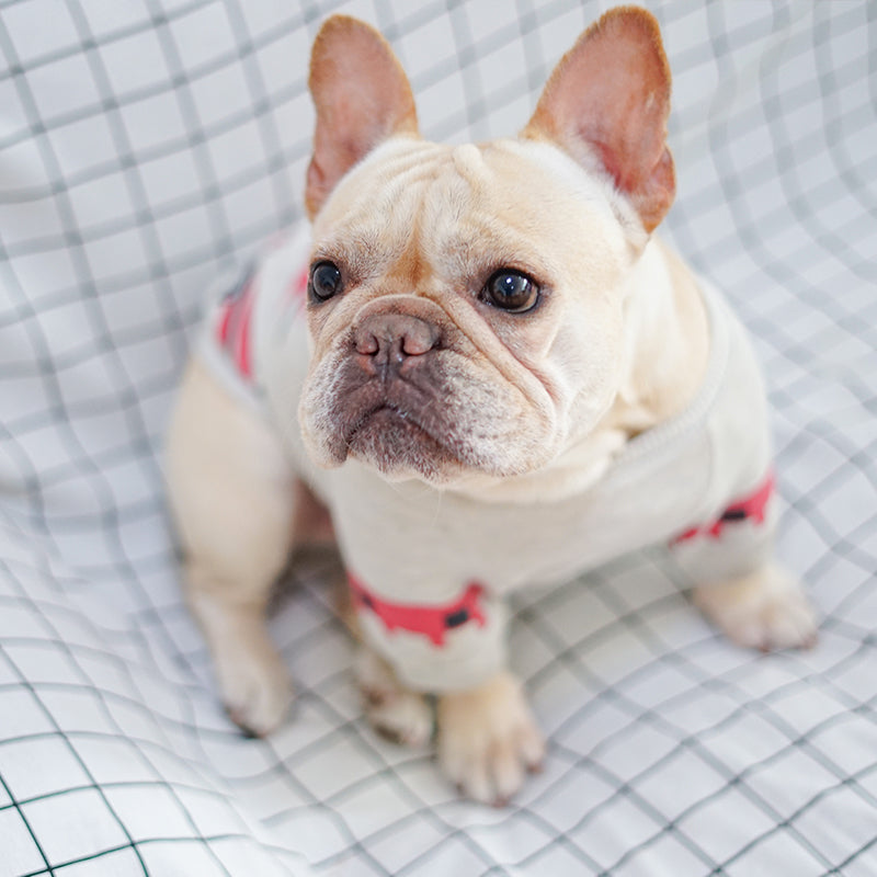 Dog Cozy Clothes