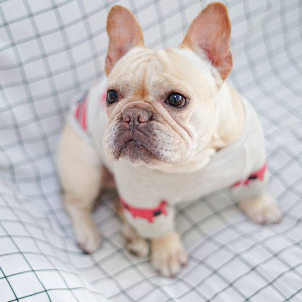 Dog Cozy Clothes