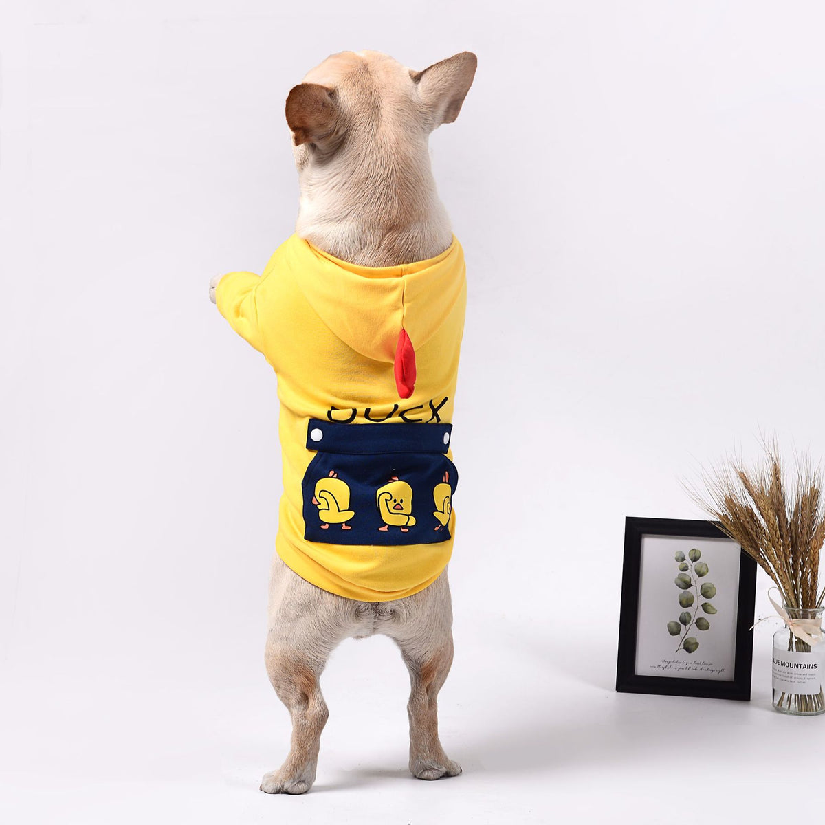 Funny Dog Clothes