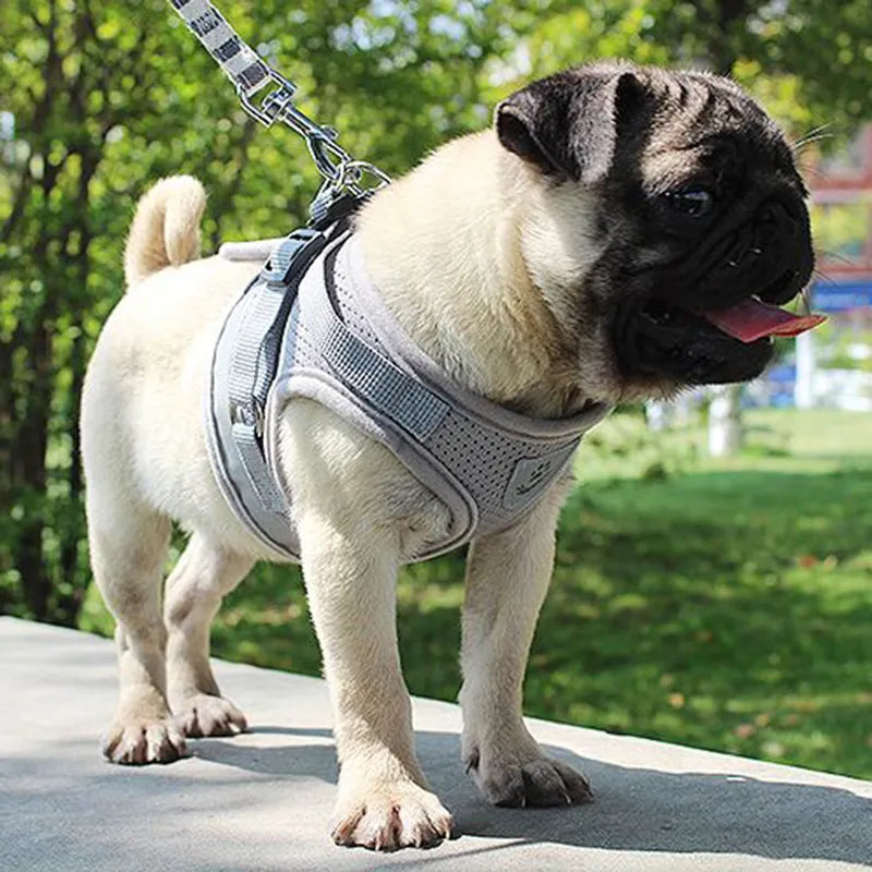 Vest Harness Dog Leash